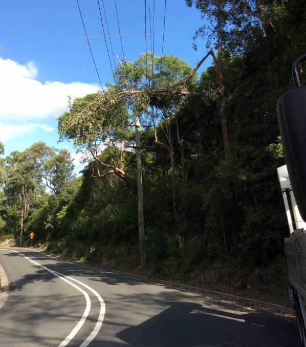 The tree that caused power losses in Blaxland on Wednesday, January 18.