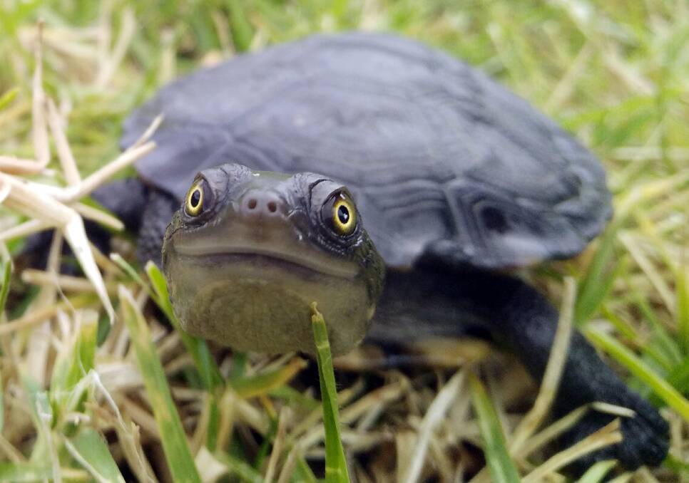Eastern long-necked turtles can be found at Glenbrook Lagoon. Photo: R. Spencer.