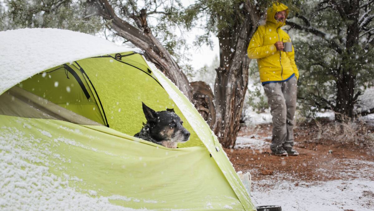 A dog with a blog: Ace and the Desert Dog film stars a greying blue heeler. Photo: Forest Woodward