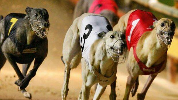 Coalition MPs have thrashed out the decision to close the greyhound industry during party room meetings. 

