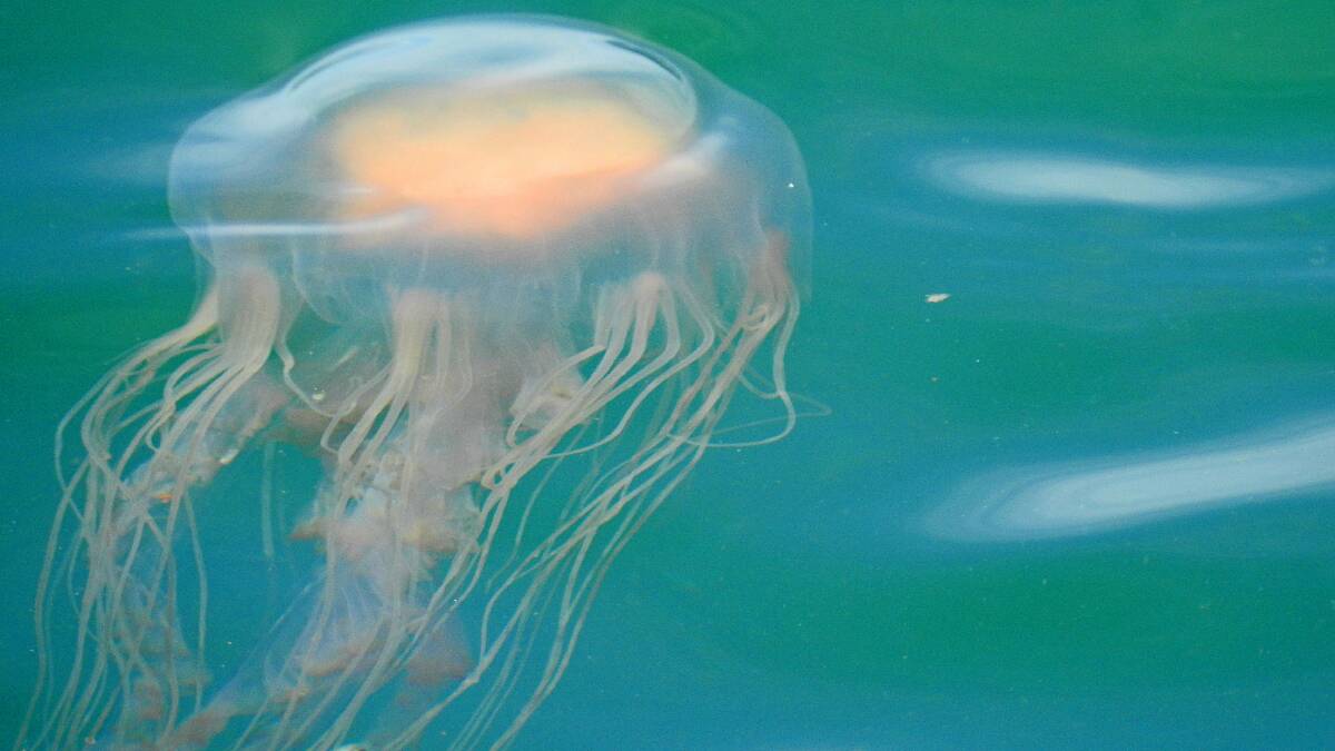 What's believed to be the first photograph of a live Desmonema scoresbyanna jellyfish in Australian waters was taken off Tuncurry's breakwall by Forster's Vicki Stewart.