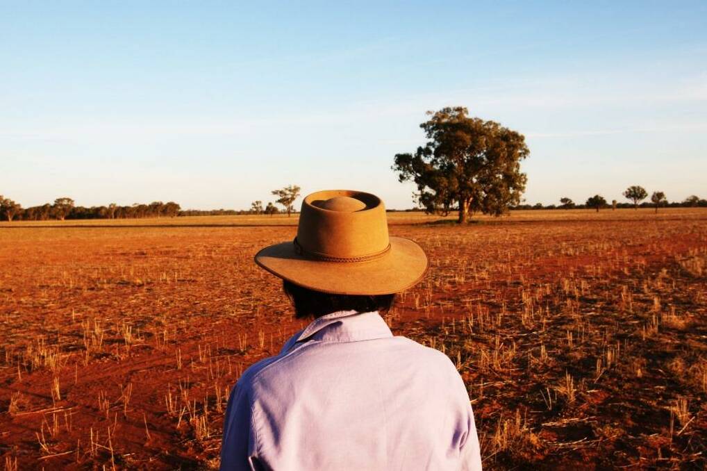 Slumping: The price of wheat has crashed 31 per cent since May to a four-year low. Photo: Peter Braig