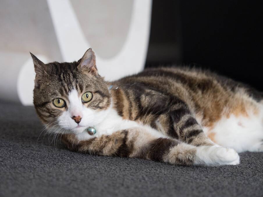 Olly the cat is looking and feeling a whole lot better, following more than 20 treatments at Winmalee Petfriends Veterinary Hospital for burns suffered in Yellow Rock during the October 2013 bushfires.