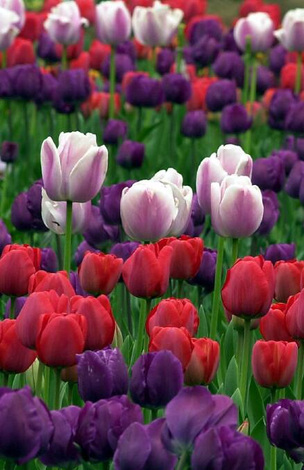 Photo by Jodie Richter......Times 2....040930......Story by Karen Hardy.

Tulip                               