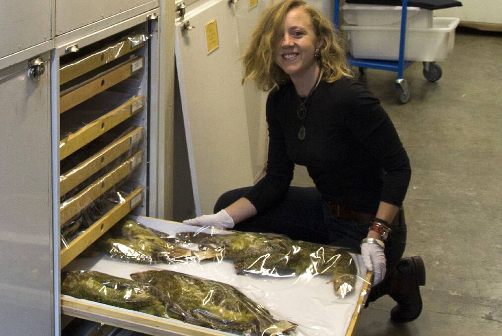 Lindsey Gray examines Kakapo specimens at the University of Sydney's Macleay Museum.