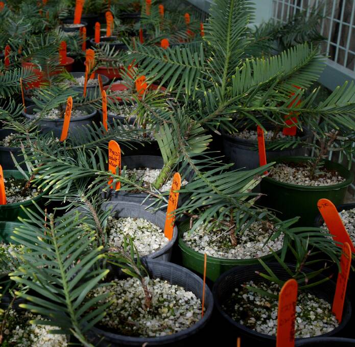 Baby Wollemi pines.  