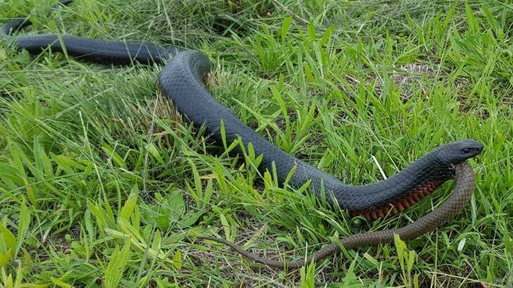 A 1.6-metre red bellied black snake was spotted eating a brown snake at Kanoona, off the Candelo-Bega Rd, on Sunday. Photo: Steve Young