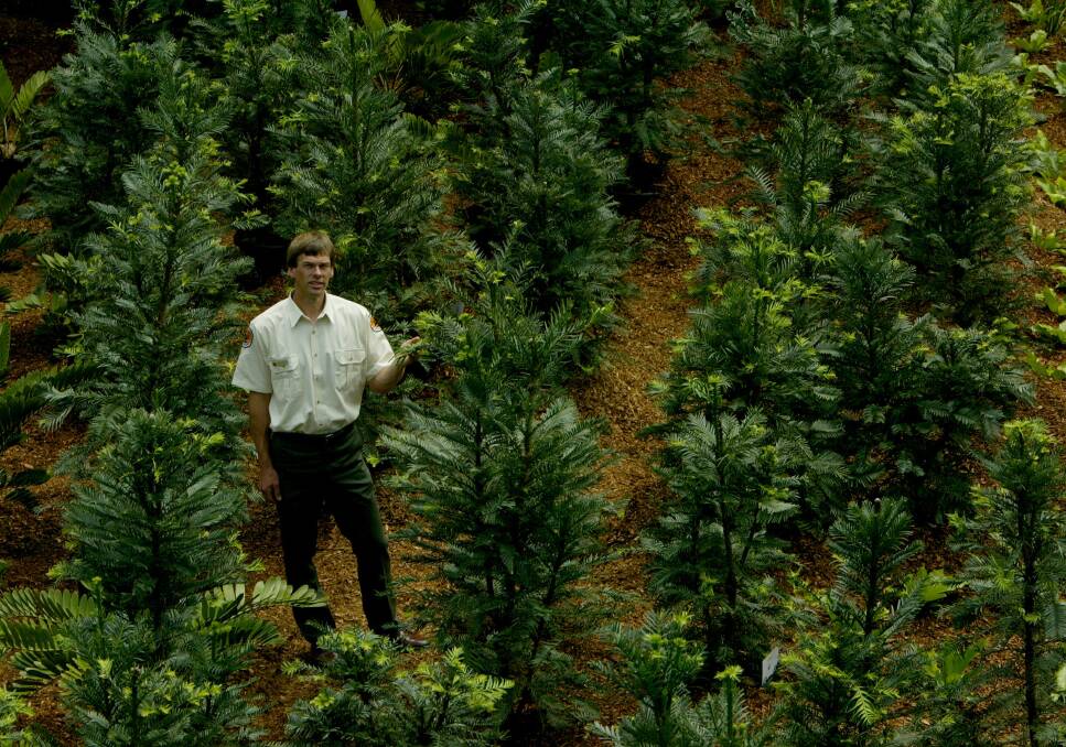 David Noble, a NSW National Parks and Wildlife service officer, who was the first to discover the Wollemi pine. He is pictured with some of the trees grown from cuttings and seeds from the original stand.