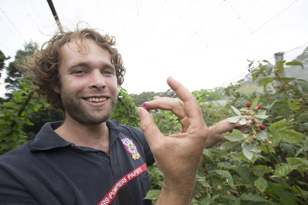 Hawkesbury Hampers operator Aaron Brocken among some of his favourite organically-grown crops at a farm in Mount Tomah. Picture Geoff Jones.