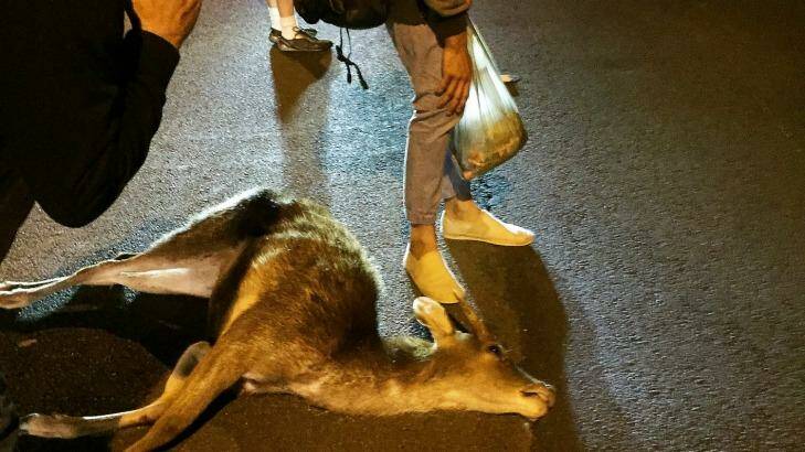 The deer that was hit by a car and killed on Old South Head Road on Friday night. Photo: Christopher Zinn