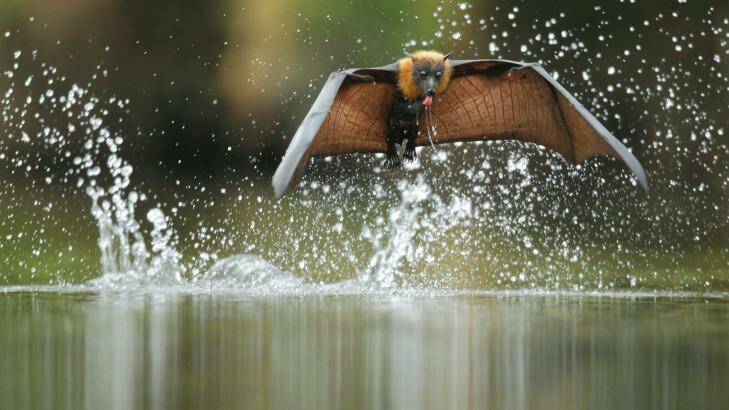 Flying foxes are wreaking havoc in Avalon. Photo: Ofer Levy 