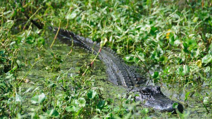 An adult aligator hiding in the Louisiana Swamps, near New Orleans. Photo: iStock