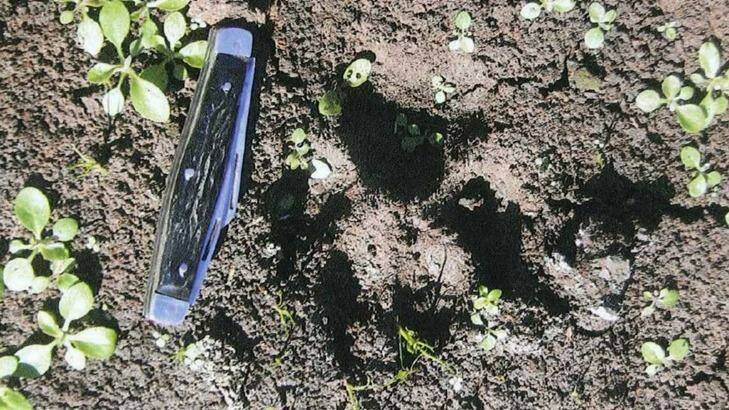 Track marks from the dog, known as Hannibal Lecter, used surgical attack methods to remove the kidneys from his ovine victims. Photo: Singleton Argus