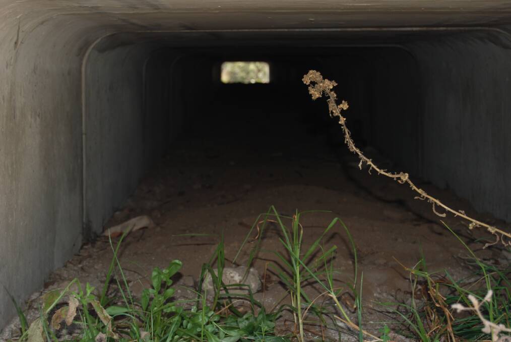 A quoll's eye view of the tunnel.