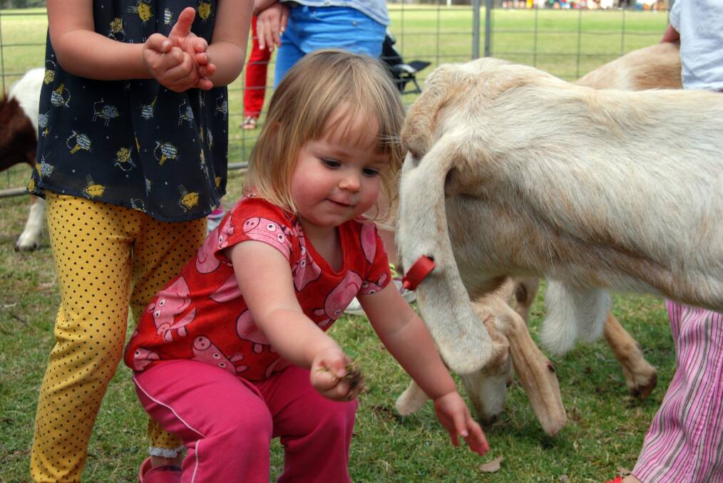 Springwood youngster Lulu Barclay gets to know the farm animals at the petting zoo last Saturday at the Winmalee Family Fun Day.
