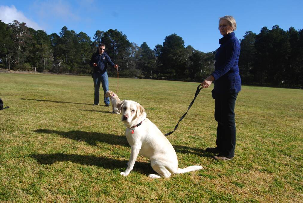Puppy love: Guide dog puppy training at Katoomba Falls Reserve. Halina Giesajtis with Jacie.