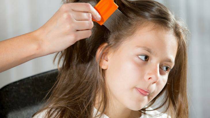 Hair raising: Roughly a quarter of all school pupils are reported to have head lice. Photo: MandicJovan