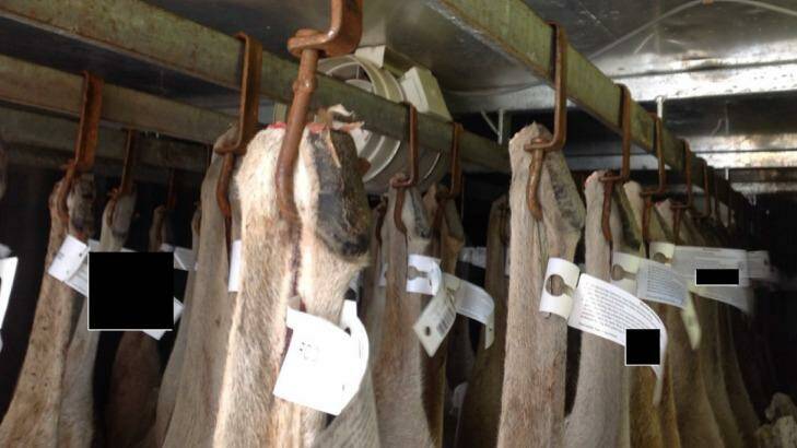 Rusty hooks being used to hang kangaroo carcasses. Photo: Supplied