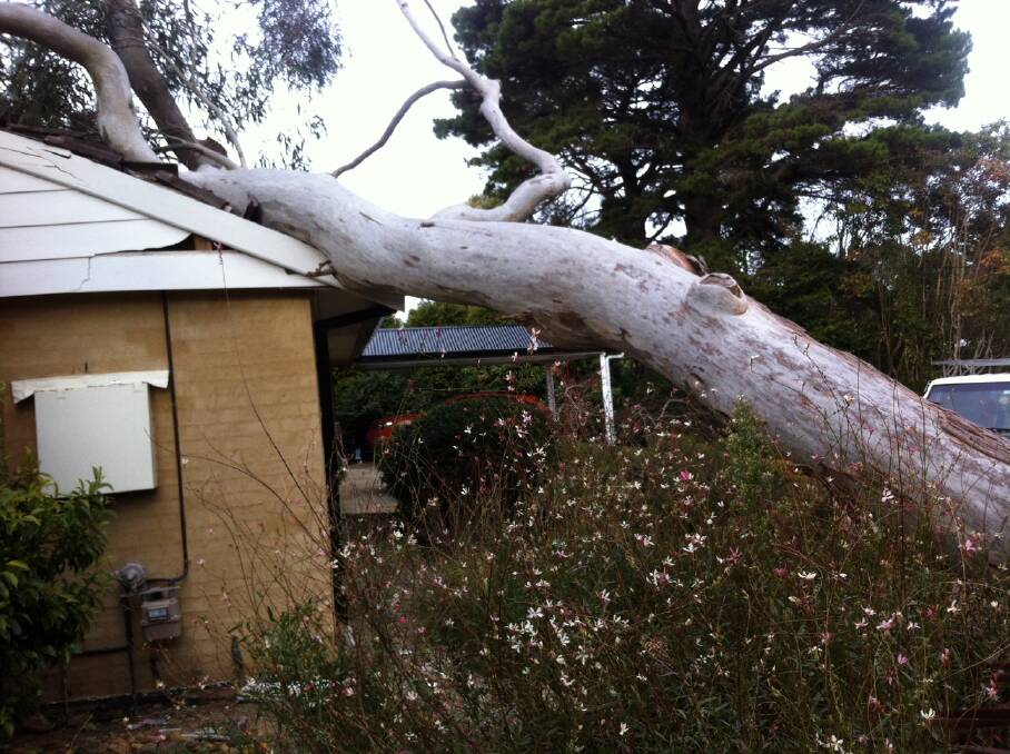 The huge gum tree that crashed onto the roof of the main bedroom of Jack and Linda Watford's Leura home at 7am on Tuesday, June 9. They were home at the time but came out unscathed.