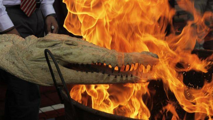 An Indonesian police official and forestry ministry conservation officers burn the head of a crocodile during  extermination of crime evidence of protected animals in Jakarta last week. Photo: Irwin Fedriansyah