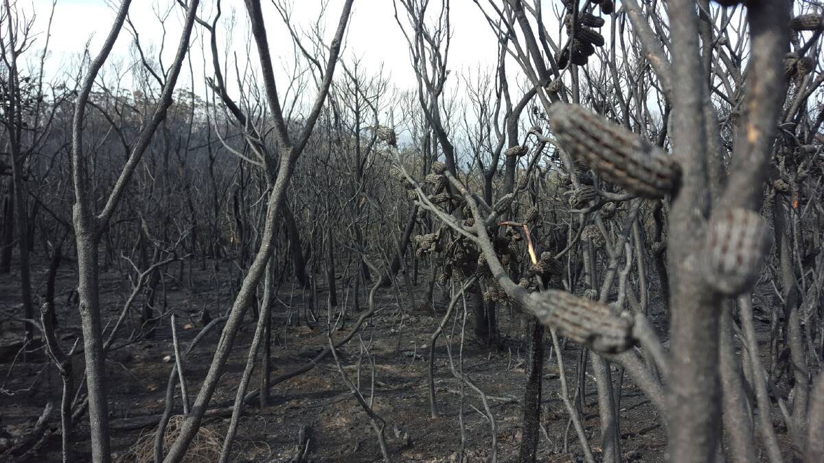Charred remains in the bush off Tableland Rd, Wentworth Falls.  Photo: Top Notch Video.