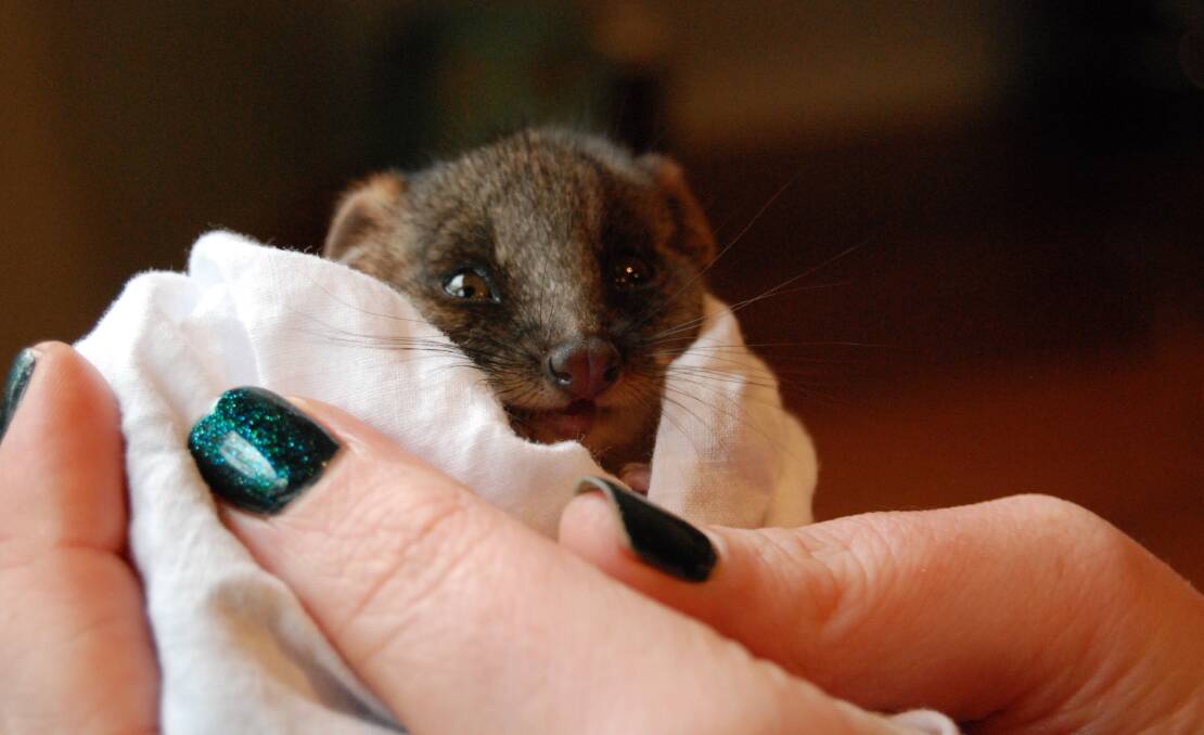 Bobby the three-month-old orphaned male ringtail possum found in Wentworth Falls, now in the capable hands of Leura resident and WIRES volunteer Lilli Mader until he is ready to be released.