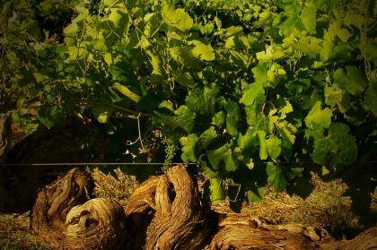 Well aged: Vines dating back to the 1860s are responsible for Henschke’s Hill of Grace shiraz. Photo: Dragan Radocaj