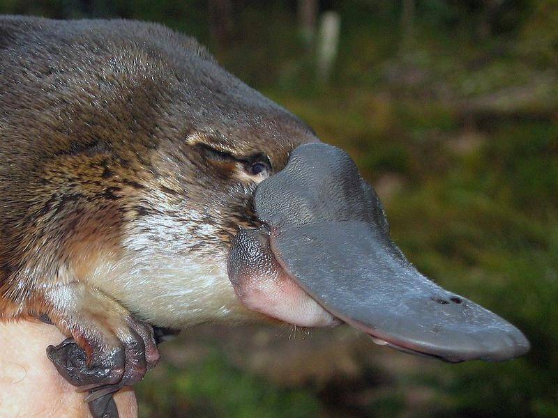 Platypus milk could one day help in the fight against antibiotic-resistant superbugs.