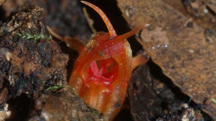 A new species of flower discovered in the Blue Mountains smells of rotting fish. Photo: Greg Steenbeeke