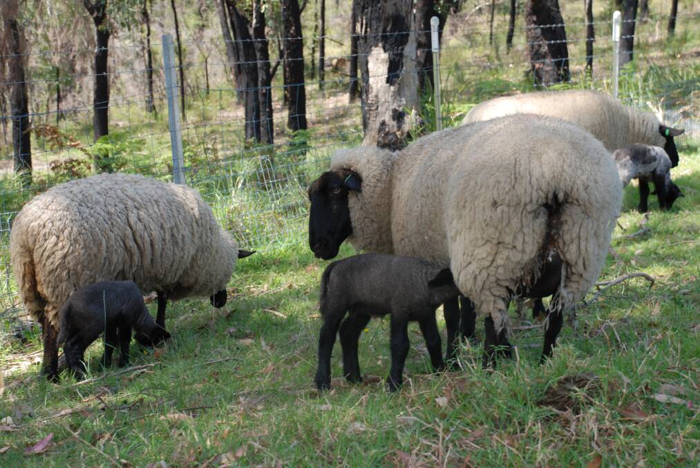 Four ewes and two rams part of the lamb bonanza at St Columba's Catholic College.