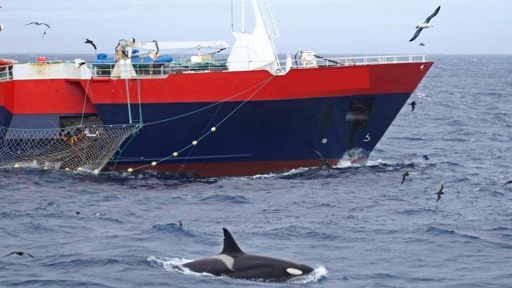 A whale shadowing a commercial fishing vessel off the Kerguelen and Crozet sub-Antarctic islands.  Photo: Paul Tixier