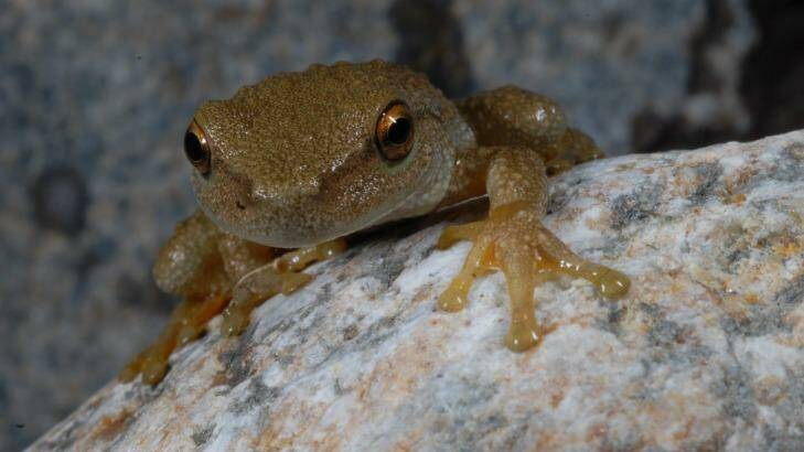 Spotted tree frog. Photo: Dr David Hunter/NPWS