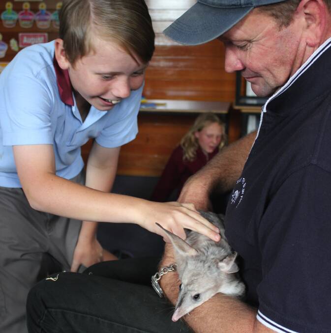 Katoomba Public School's efforts to Save the Bilby were rewarded with a visit from a bilby called Wilson last month. Pictured are student Gabriel Christie with Wilson and Kevin Bradley.