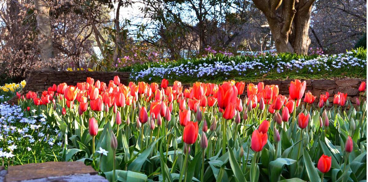 Burst of colour: Tulips will feature again in this year's Leura Gardens Festival.