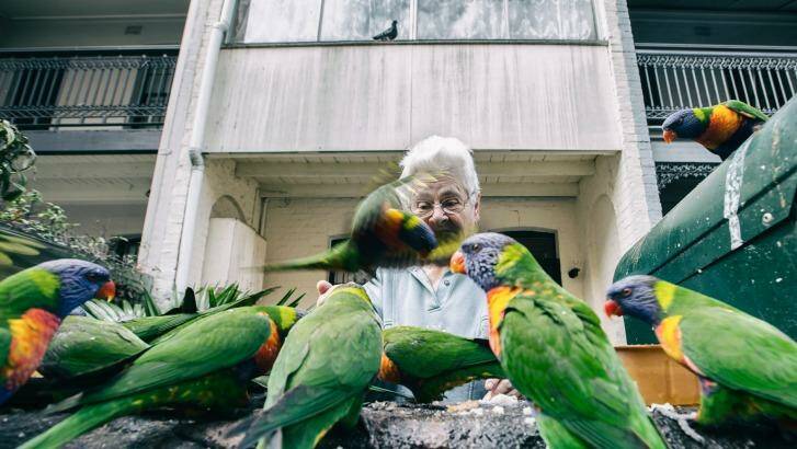 Feeding time in Ultimo is a daily ritual for this lady and the flock of rainbow lorrikeets. Photo: Louie Douvis