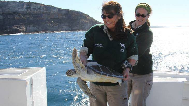 Taronga Zoo Wildlife Hospital manager Libby Hall releases a Green turtle, Nora, with a tracker on her back. Photo: Madeleine Smitham