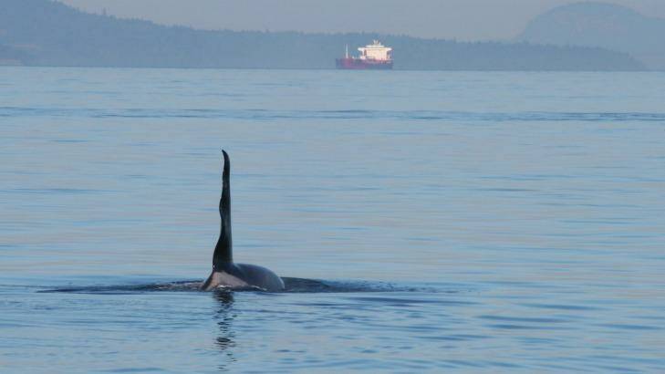 A male orca uses echo-location to find his favourite food, chinook salmon, in Haro Strait, Washington State. Photo: beamreach.org