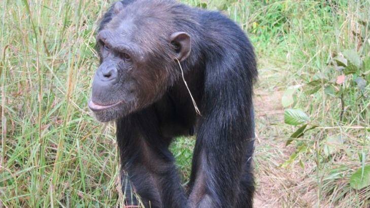 Julie, the trend-setting chimp. Photo: Animal Cognition