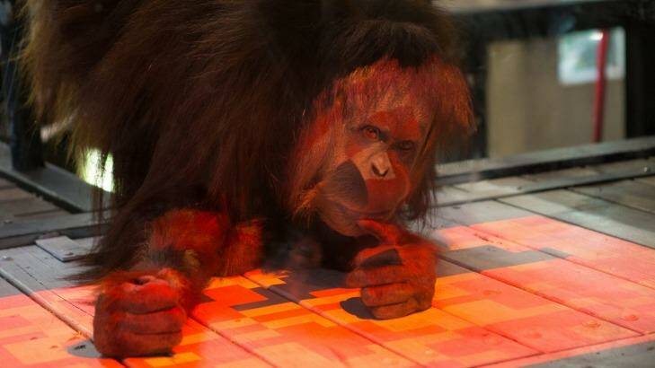 The coloured tiles on the interactive game turn black when touched by the orang-utan. Photo: Jason South
