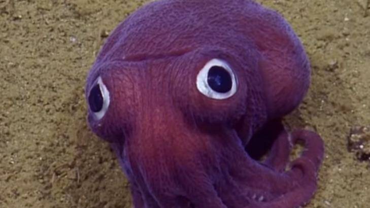 Stubby squid use their big eyes to spot predators and prey in the gloomy undersea world. Photo: OET/Nautilus Live