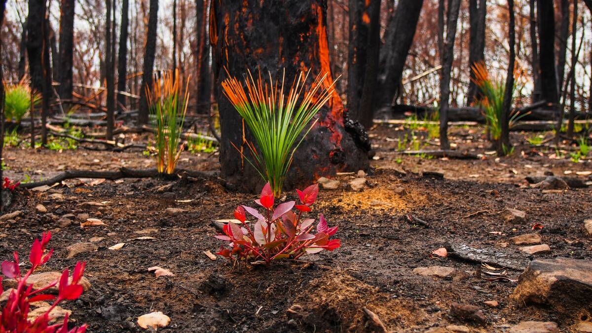 One of the stunning photos of bushfire regrowth in the book As the Smoke Clears.