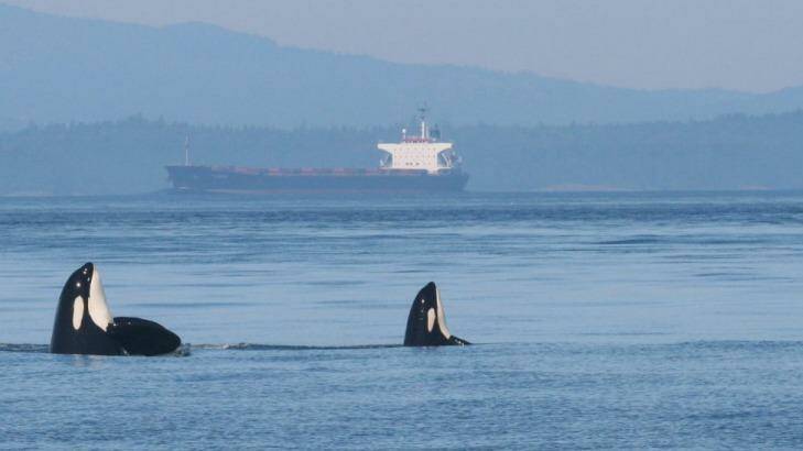 Two endangered Southern Resident orcas rise in unison from the Salish Sea as a noisy tanker passes through their marine habitat, along the Canada-US border. Photo: beamreach.org