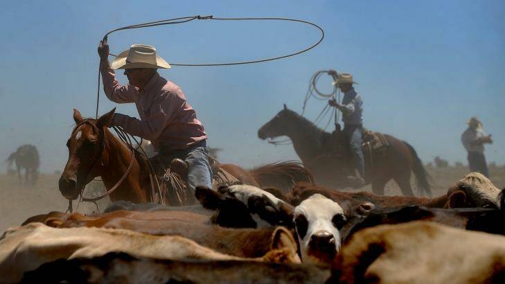 Cowboys working at Chico Basin Ranch. Photo: Helen H. Richardson