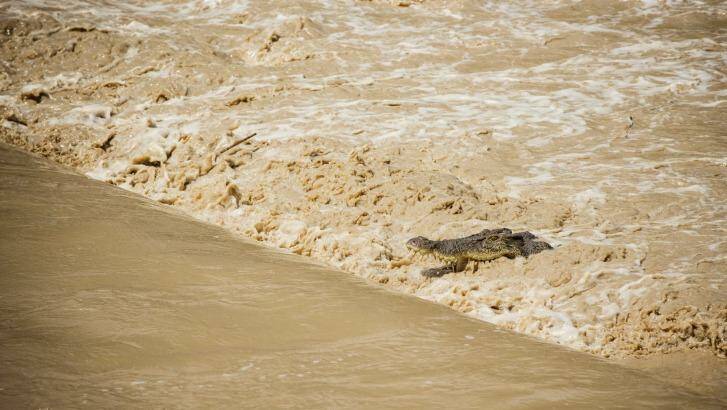 Floodwaters in parts of the Top End have made it easier for saltwater crocodiles to move outside their normal ranges. Photo: Glenn Campbell