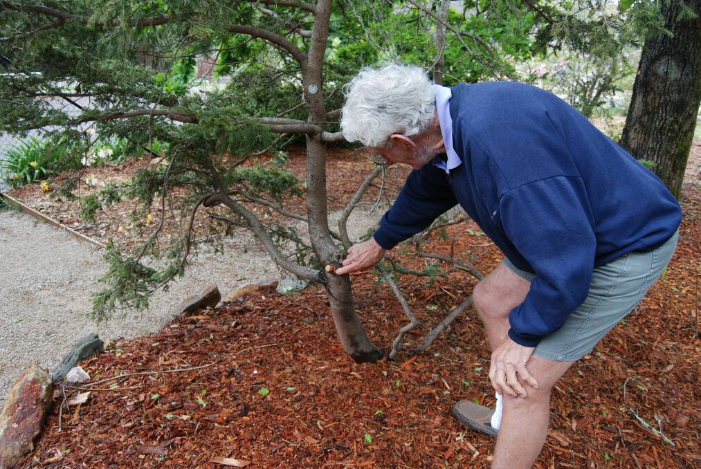 Brian Smith inspects some pruning work that could be improved.