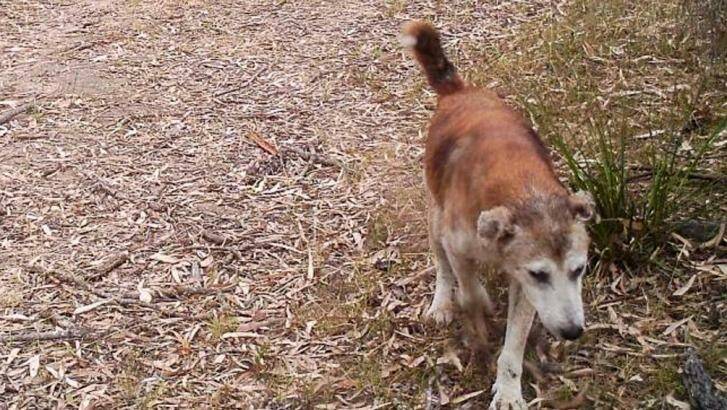 'He was so cunning and was always a loner never once did we see him with another dog': The wild dog known locally as Hannibal Lecter. Photo: Singleton Argus