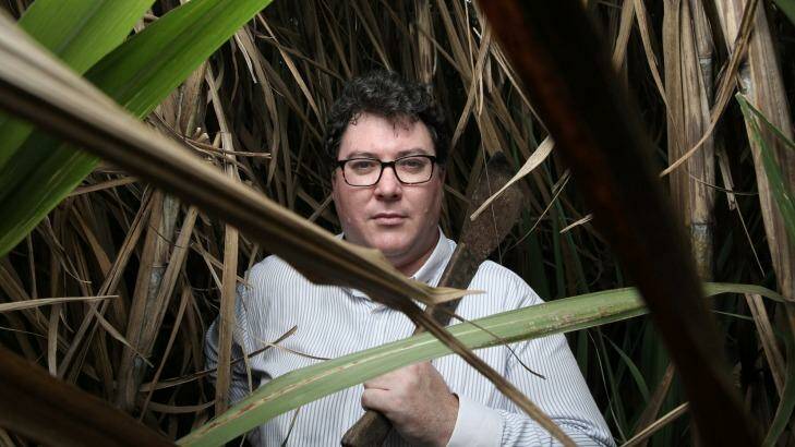 George Christensen in a sugar cane field near Mackay. Photo: Andrew Meares