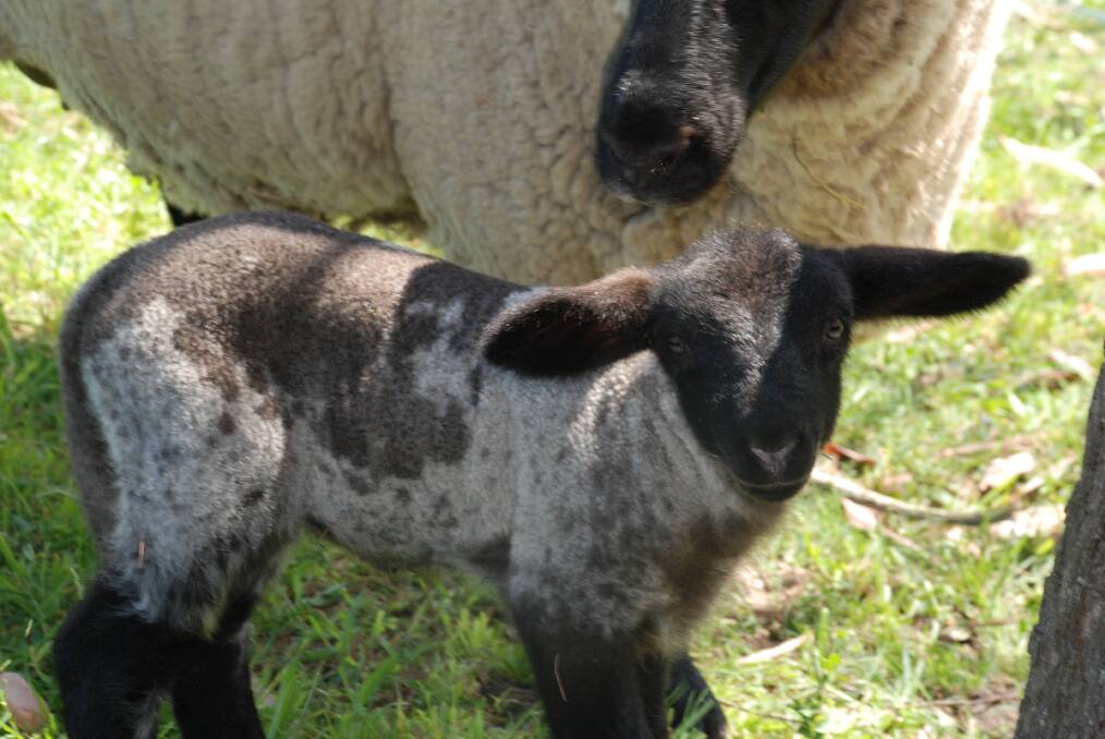 This new addition has taken up residence at St Columba's, one of six new welcome additions to their Suffolk sheep family which arrived on the anniversary of the 2013 fires.