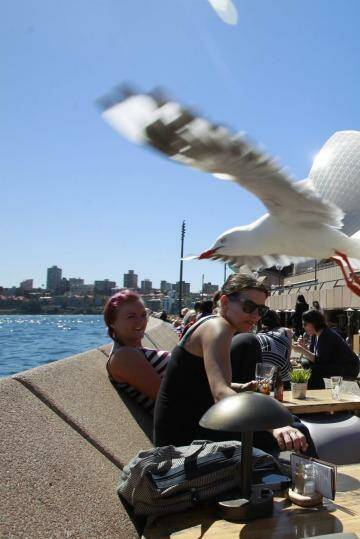 Out of control: Seagulls divebomb patrons at the Sydney Opera House.  Photo: Louise Kennerley