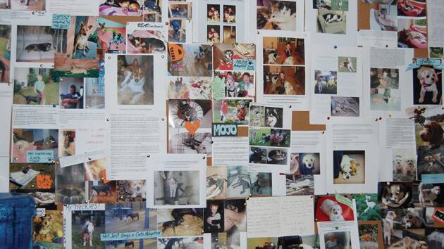 The noticeboard at the Katoomba shelter is filled with stories and photos of successful placements of animals. 